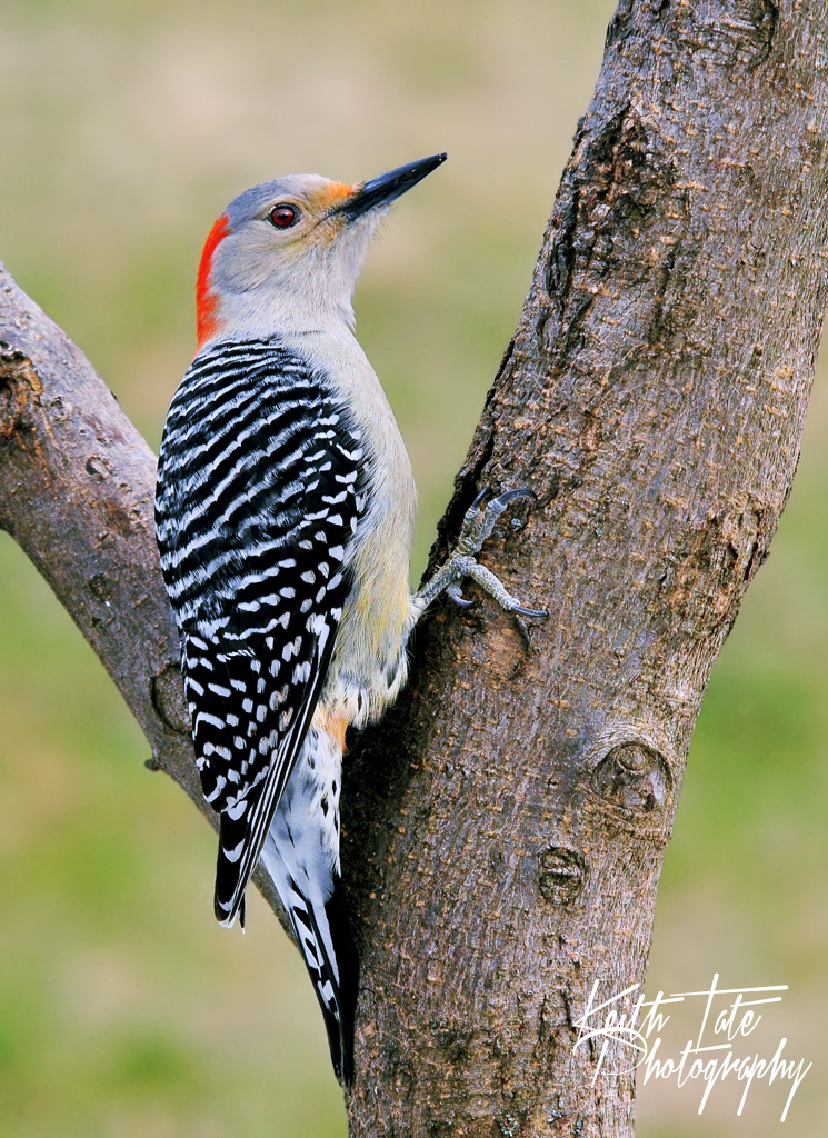 Female Red-bellie