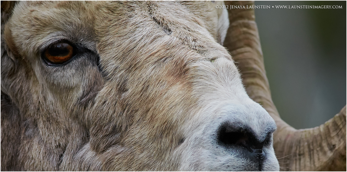 Eye of the Ram