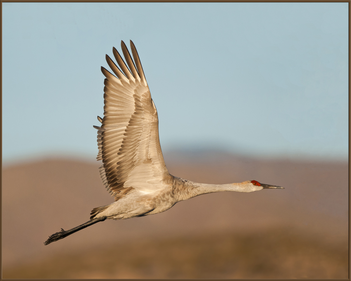 Sandhill
