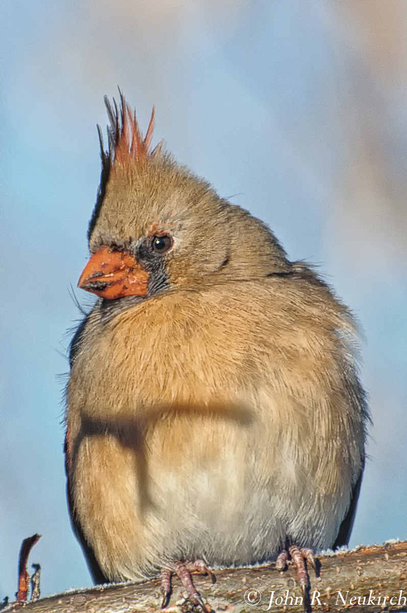 Mrs. Cardinal