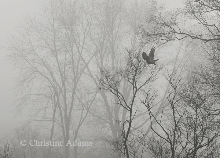 Hawk in Fog