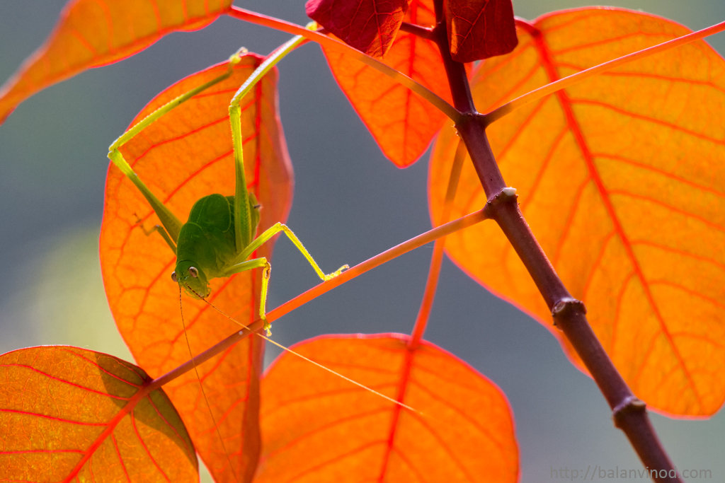 Cricket Fever
