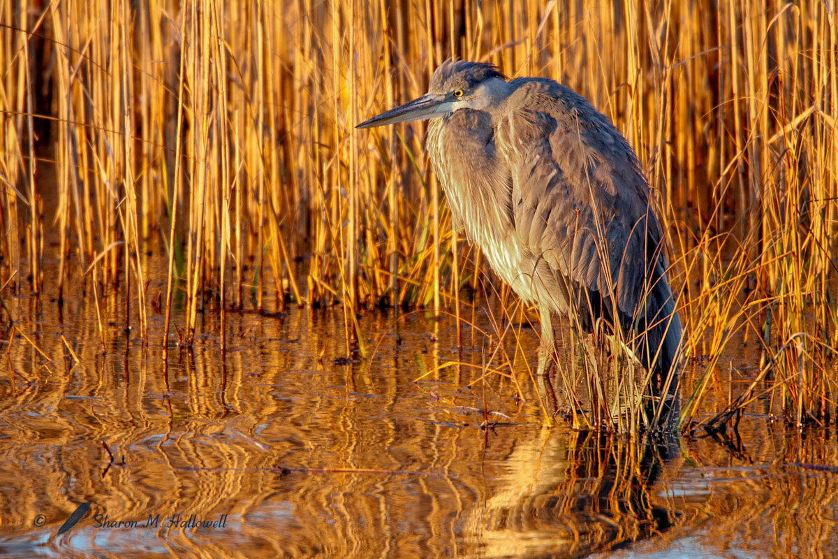 GBH