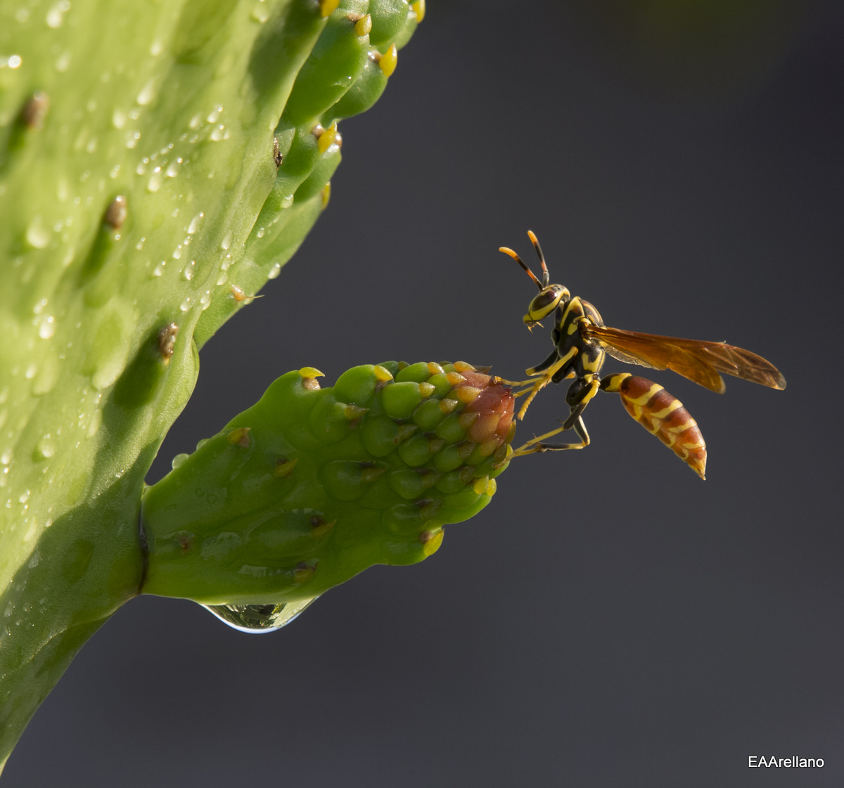 Wasp on a Cactus