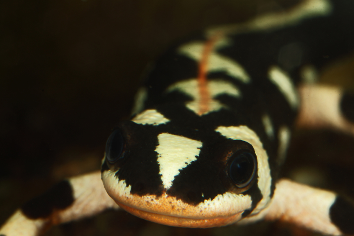 Kaiser Newt