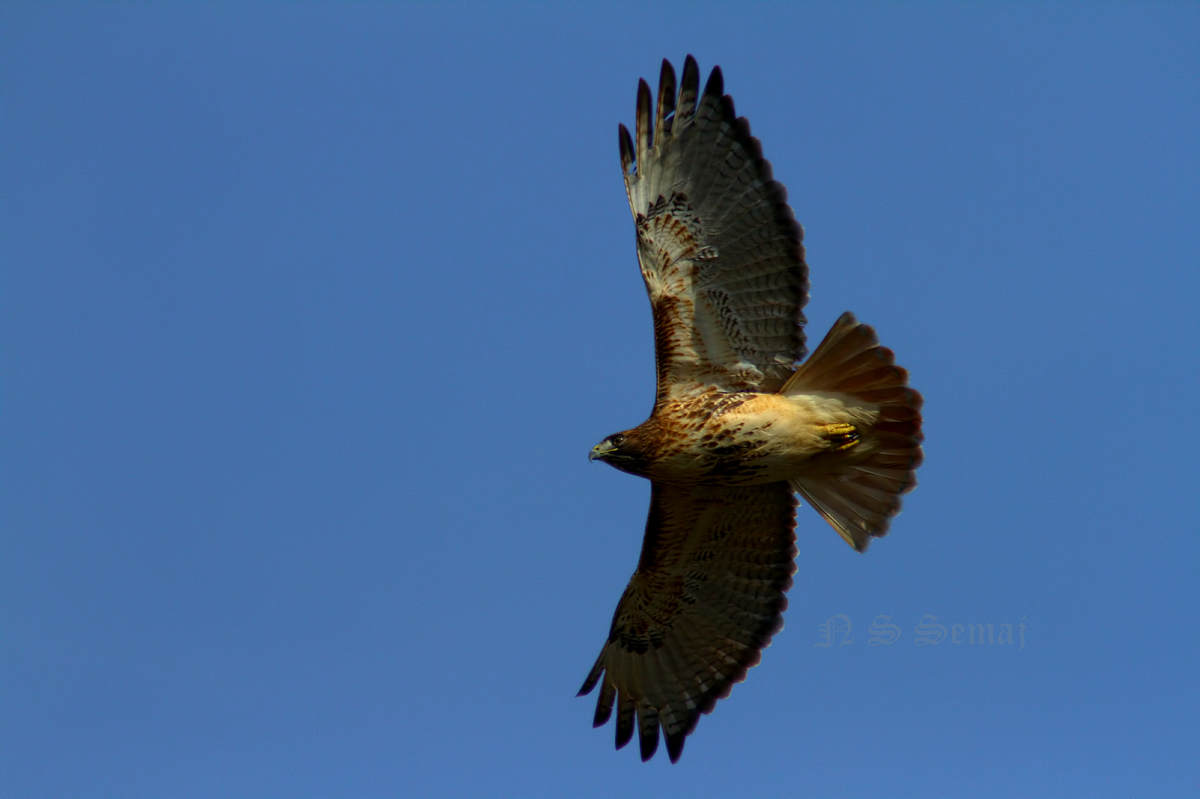 Evening Redtail