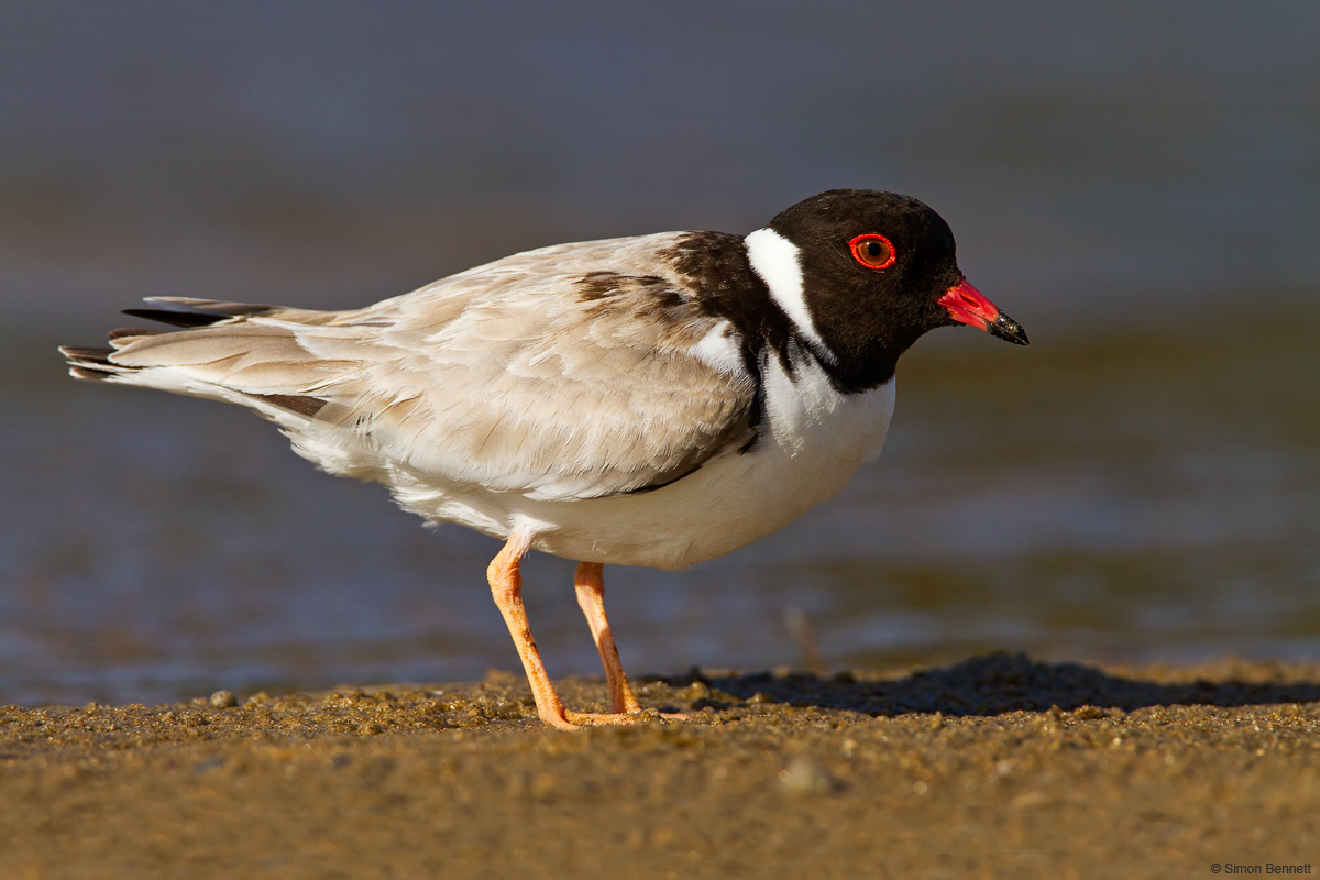 Hooded Plover