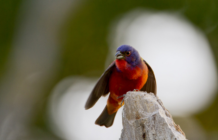 Painted Bunting