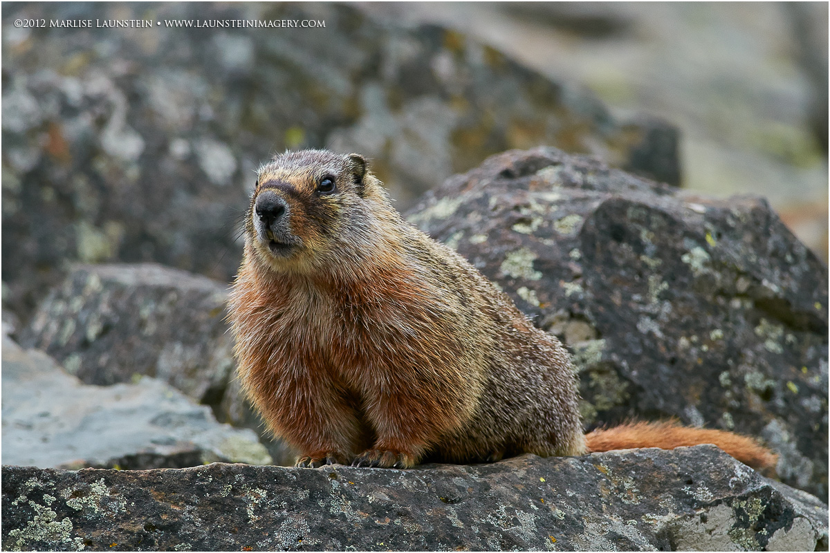 Yellow-Bellied Marmot