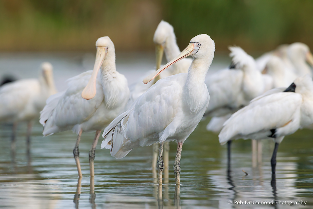 Attracting a crowd