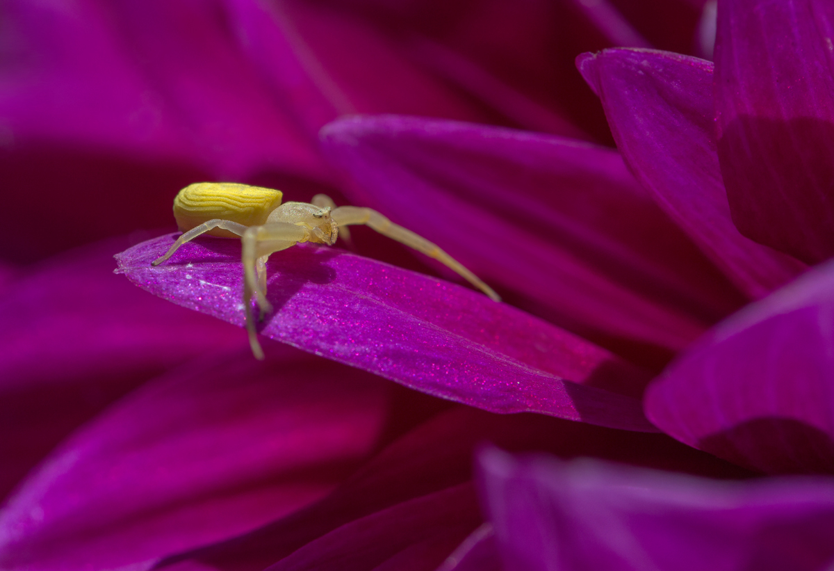 Harmony