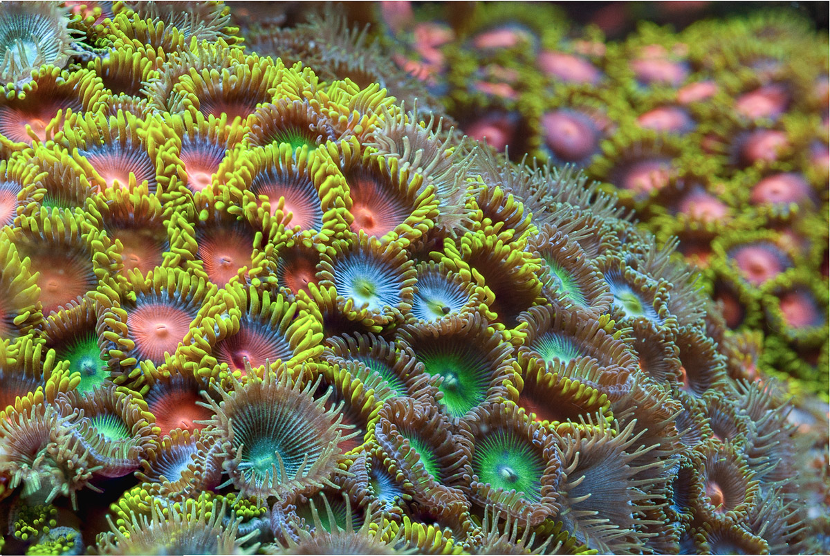 Zoanthids