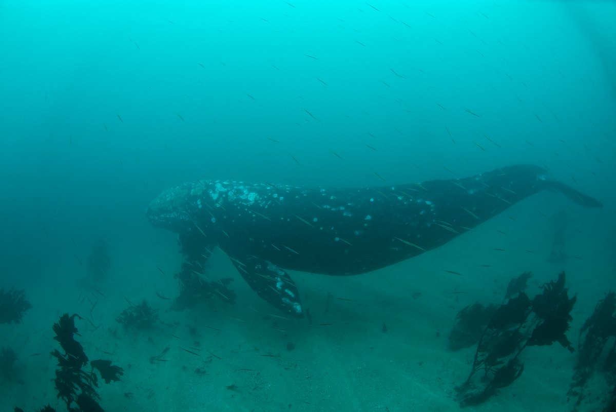 California Gray Whale