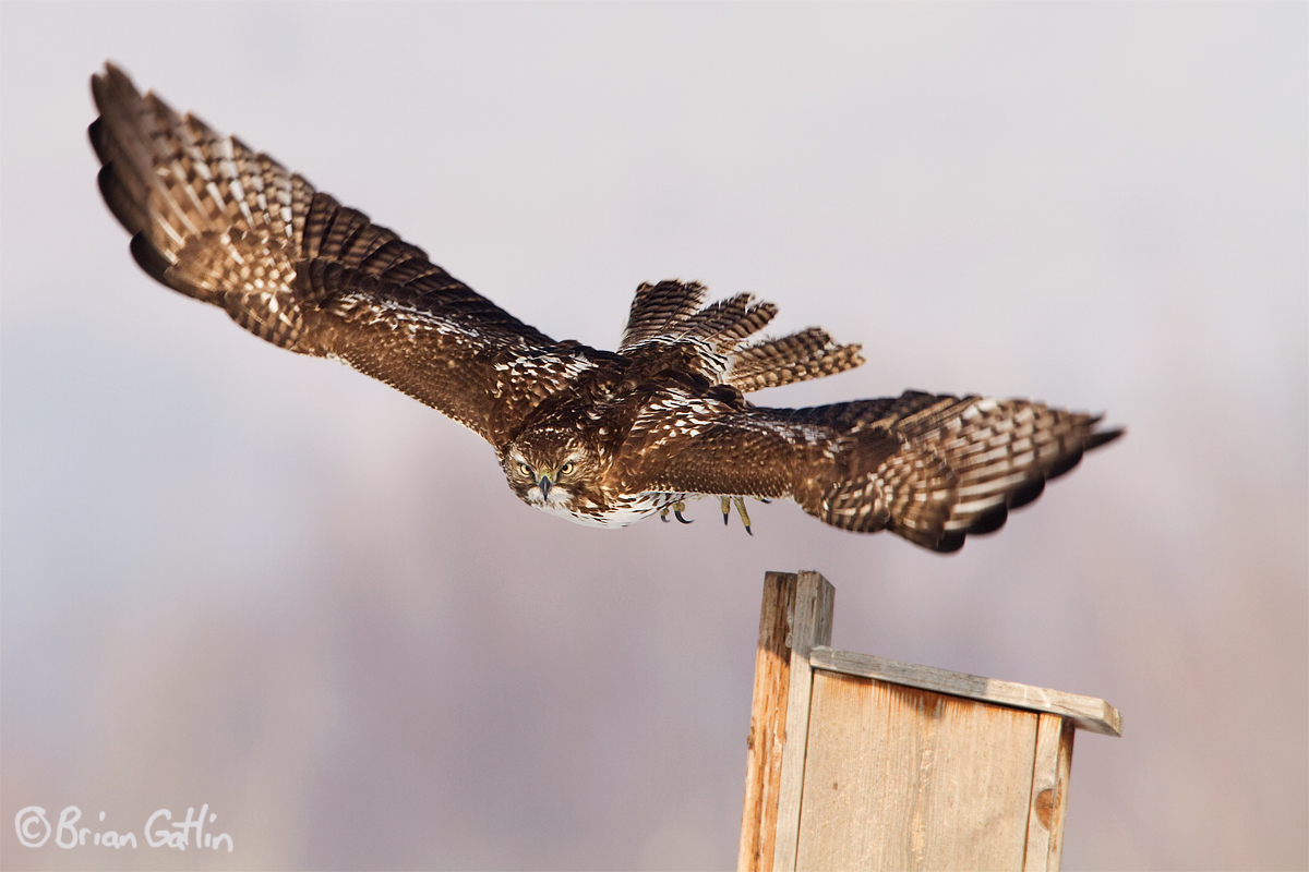 Takeoff Intensity