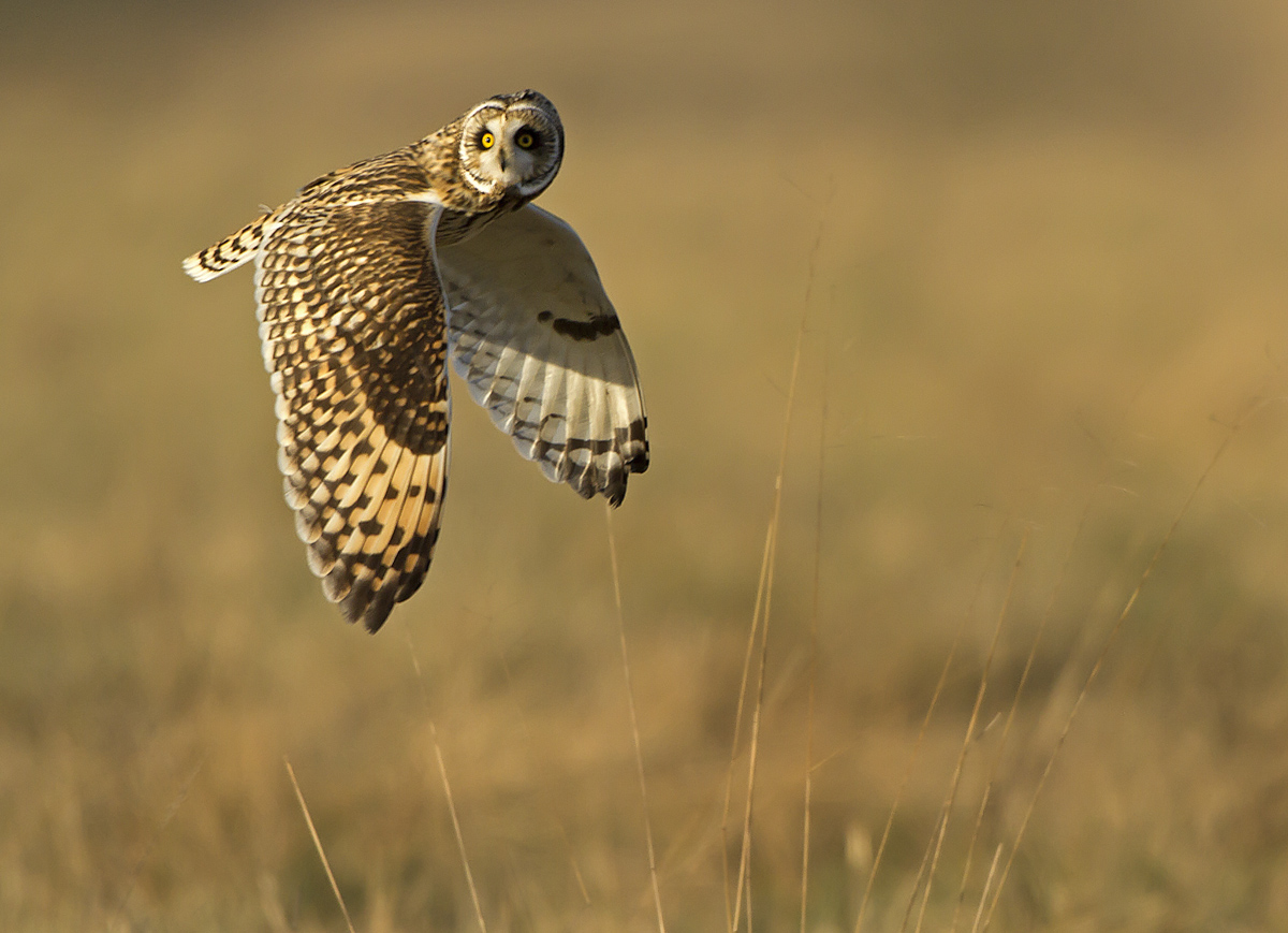 SEO IN EVENING LIGHT