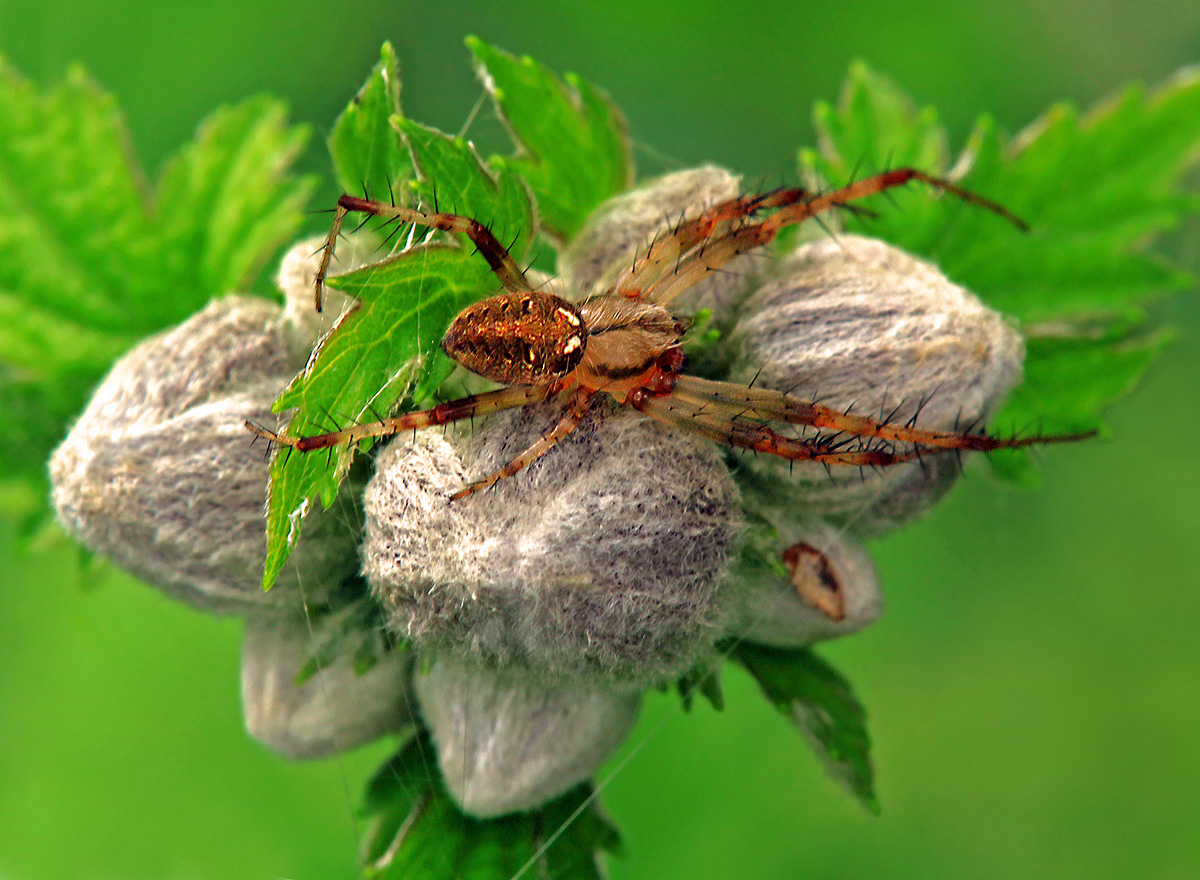 Spider on flower buds
