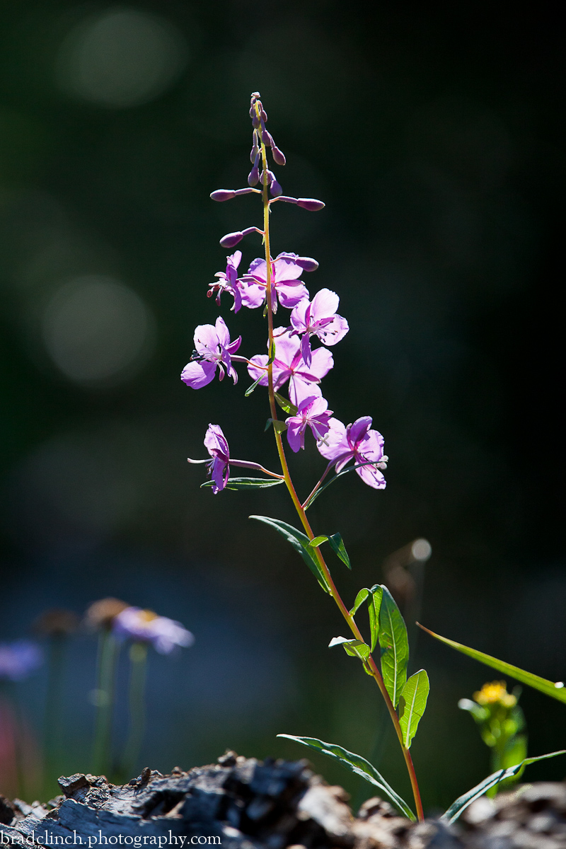 Fireweed