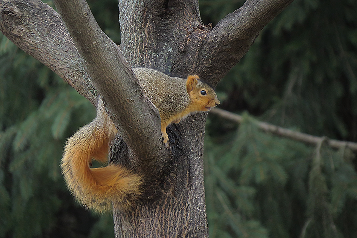 Fox squirrel