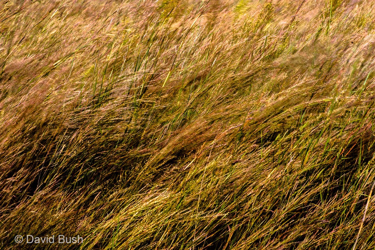 Windy  Grass Oklahoma