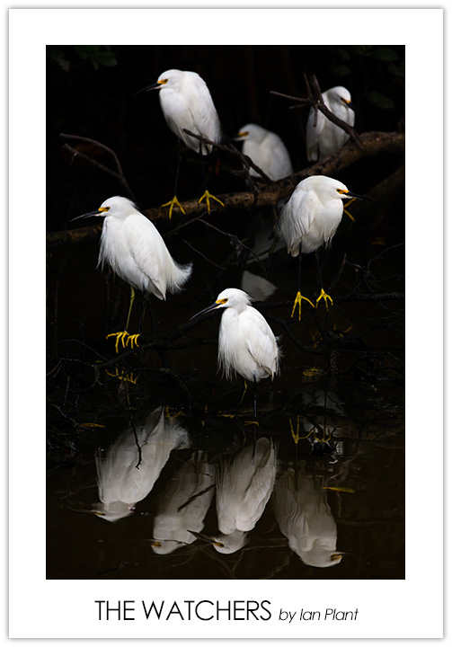 The Watchers