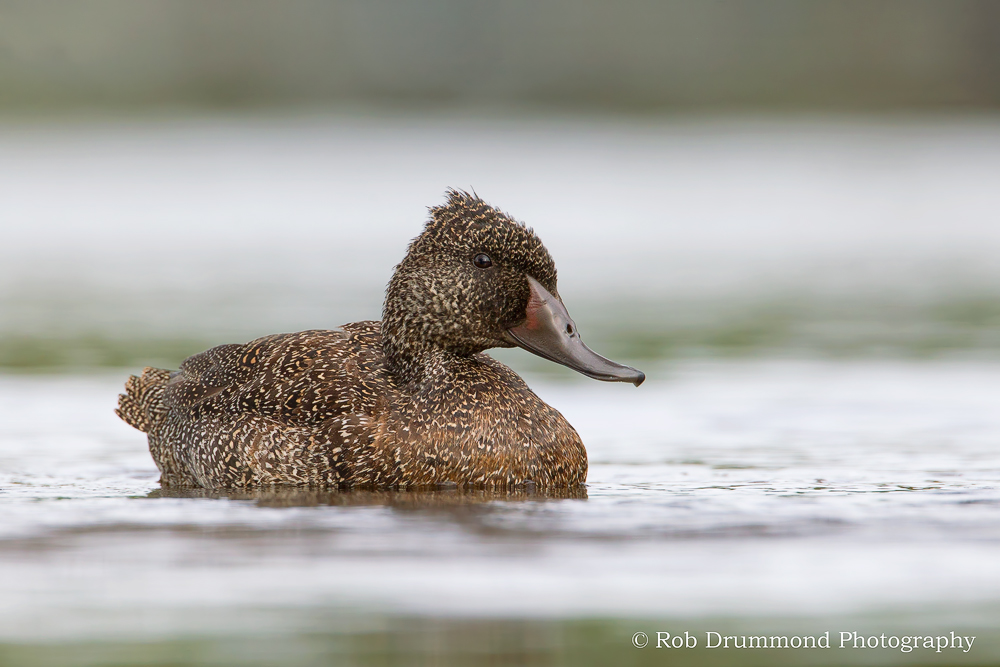 Freckled Duck