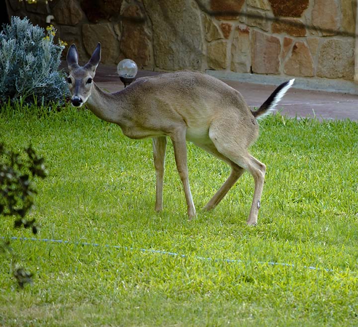 squatting doe