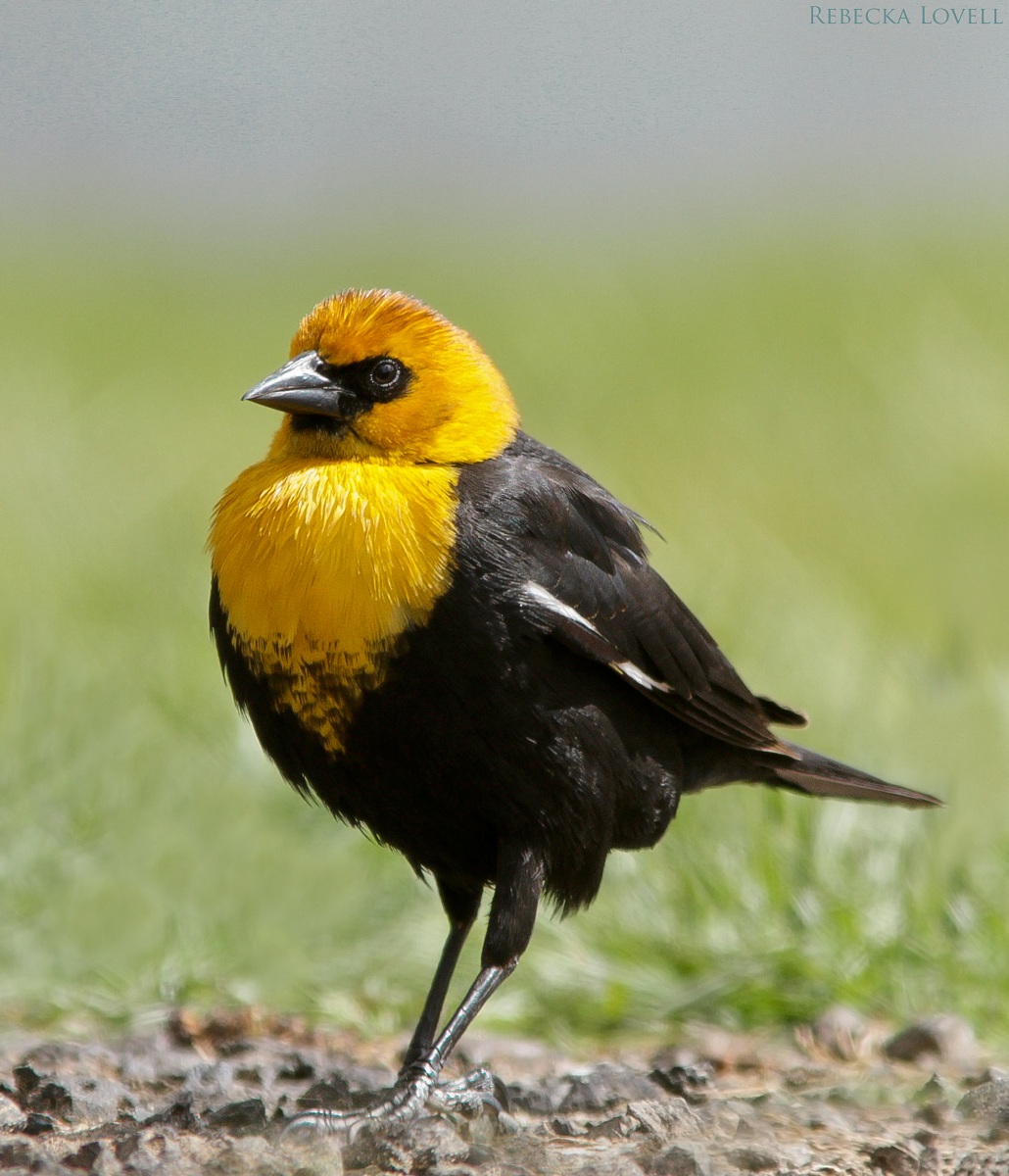 Yellow-headed Blackbird
