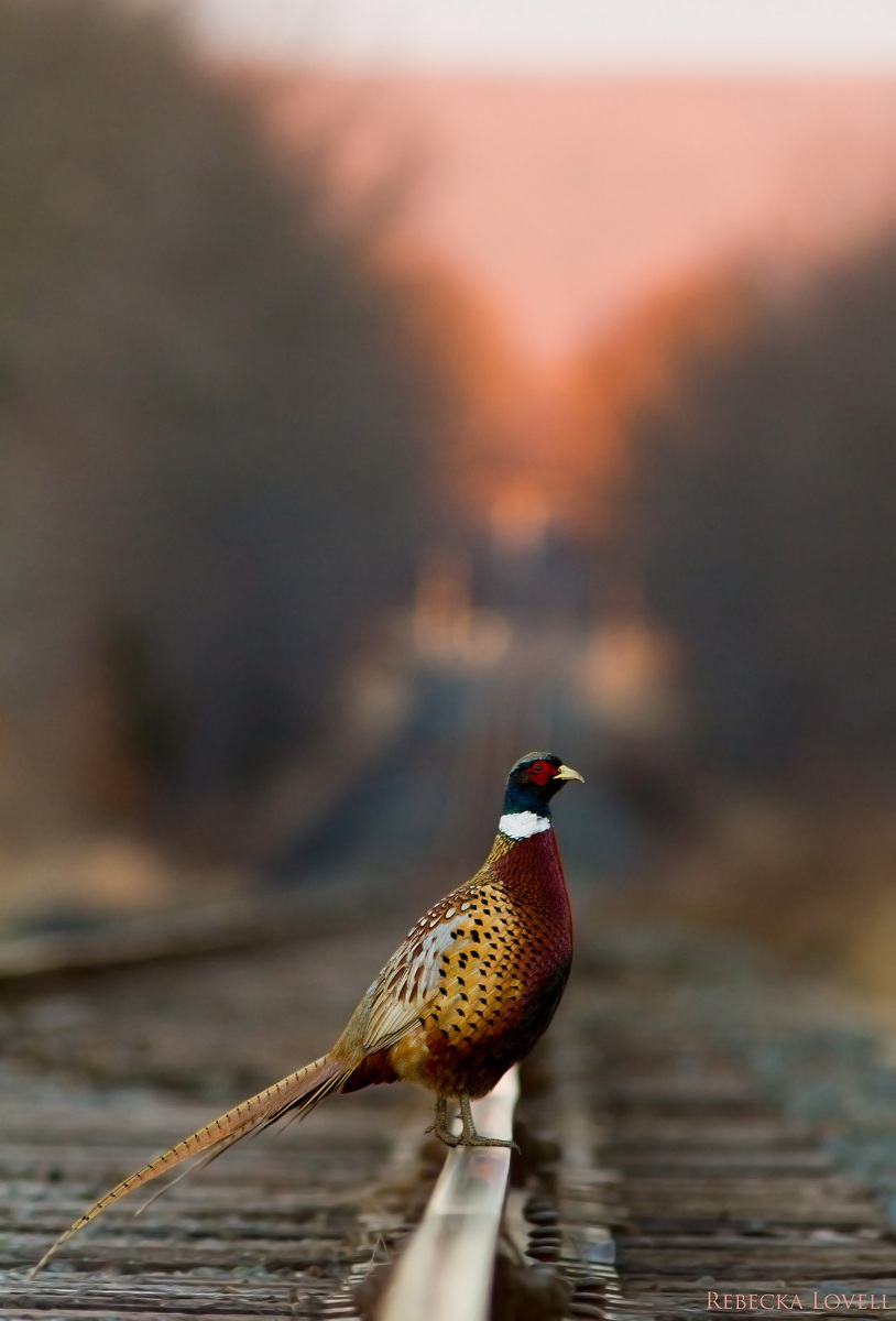Pheasant Tracks