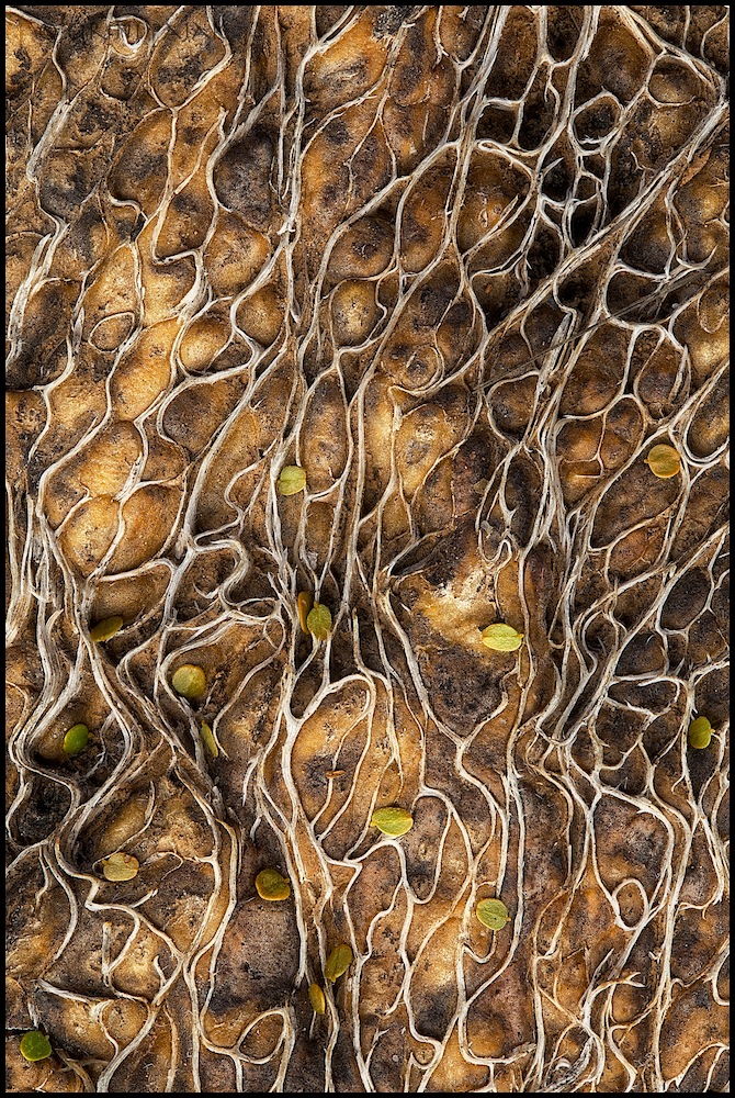 PreviouslyPricklyPaisley