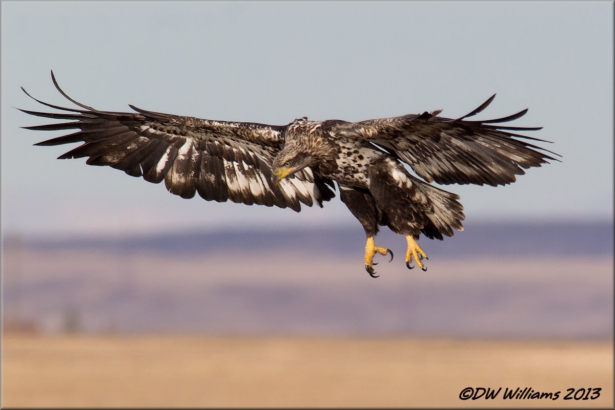 Immature Bald Eagle