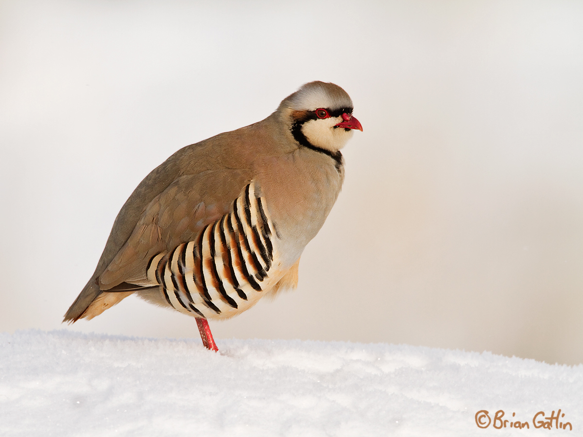 Snowy Chukar