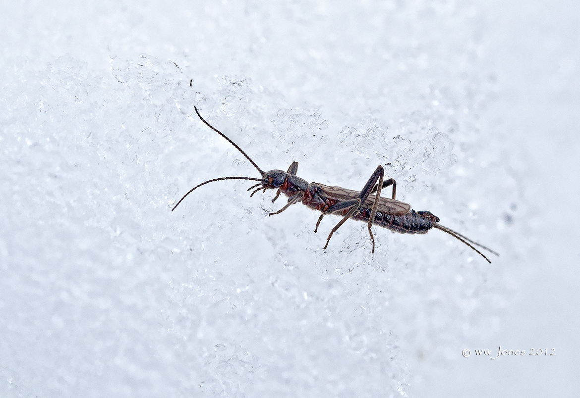 Snow Fly WC #569
