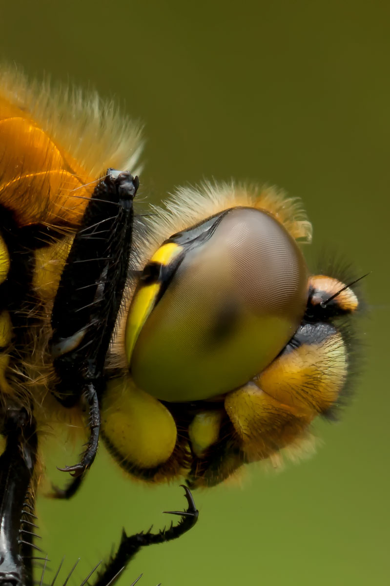 Four-spotted Libellula