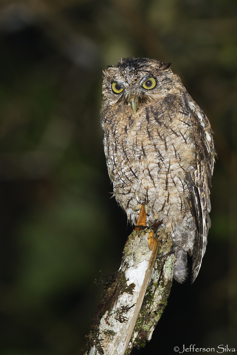 Megascops atricapilla