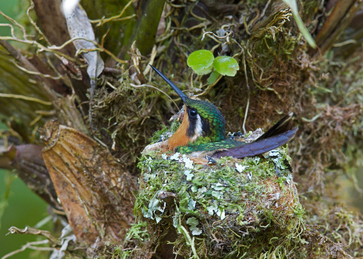 Purple-throated Mtn-Gem