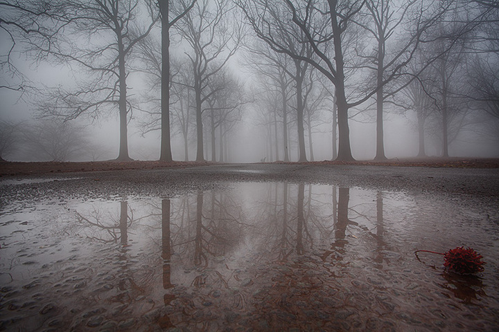 Foggy Morning