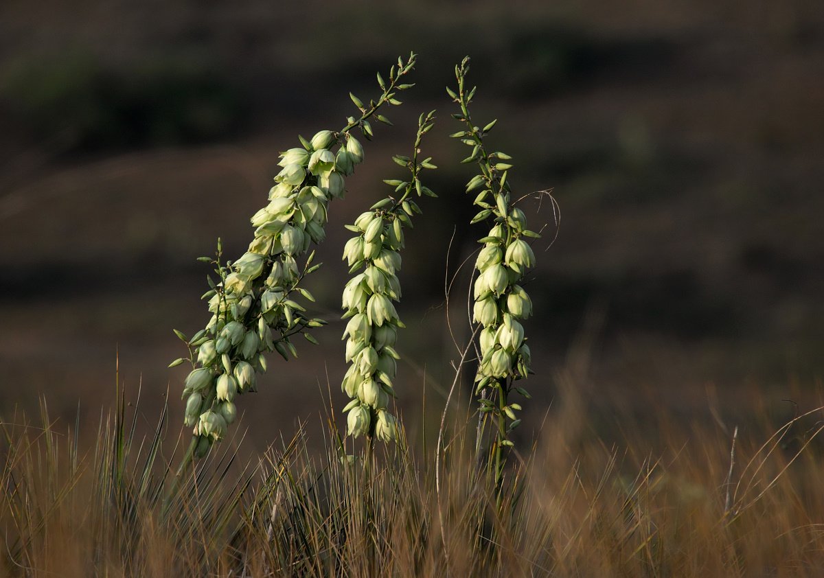 caprock yucca