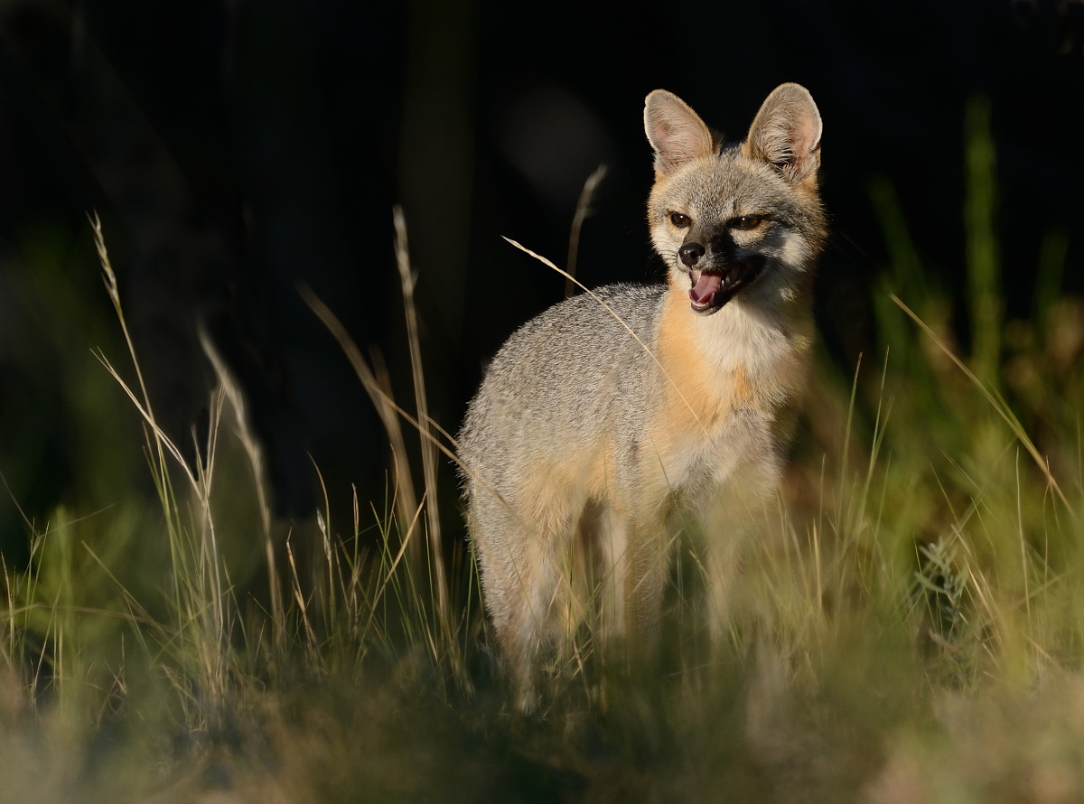 vixen at sunset
