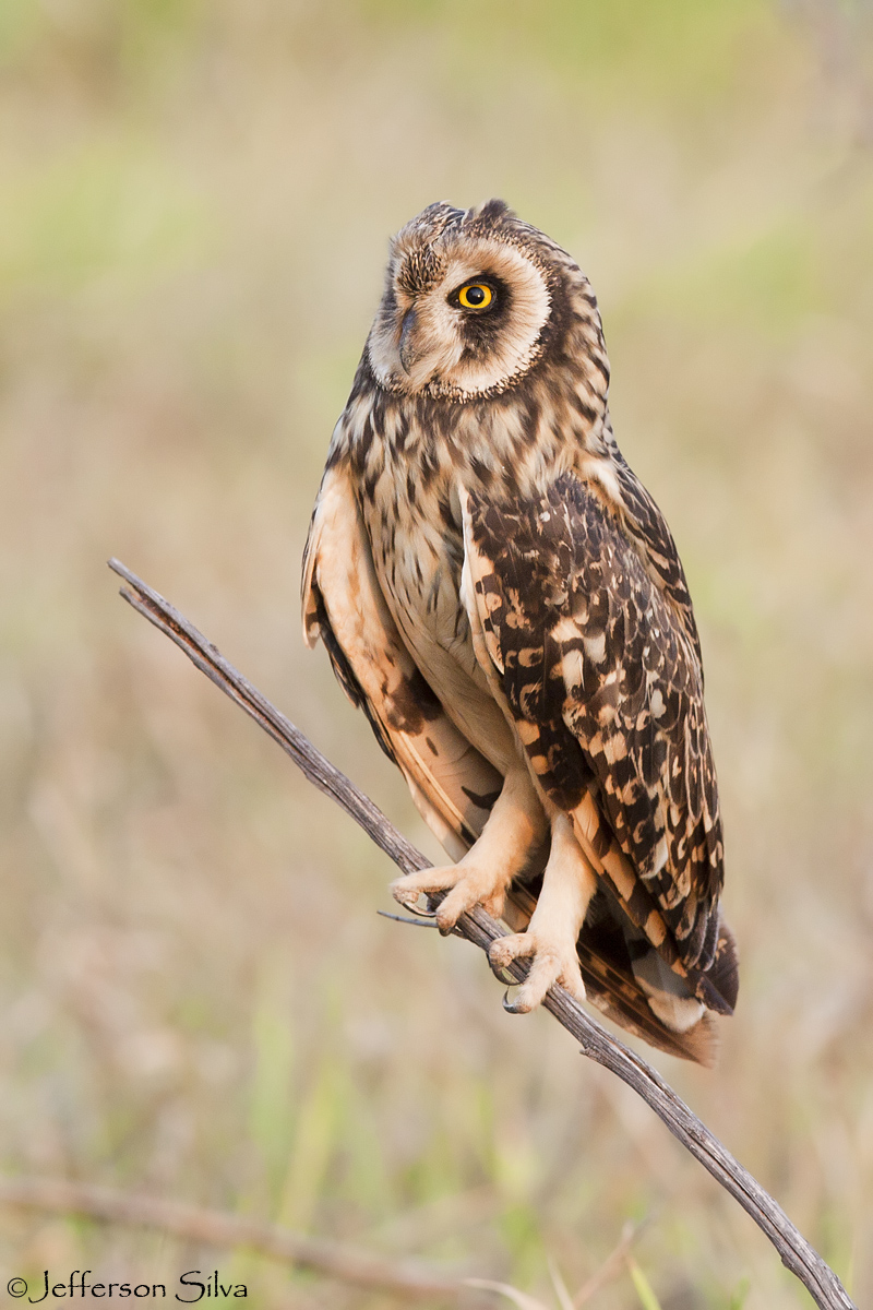 Asio flammeus