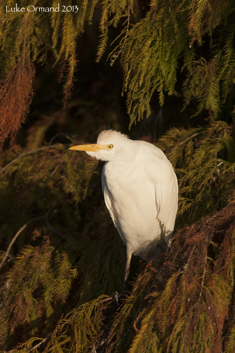 Cattle Egret