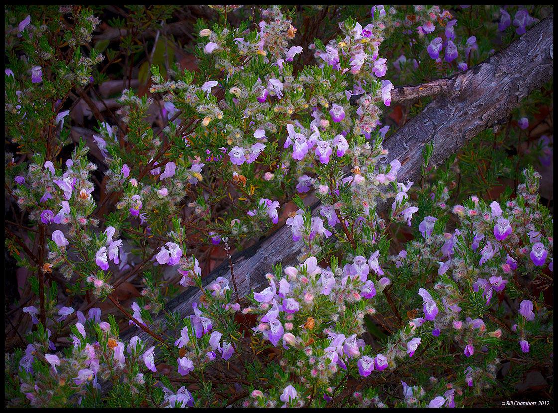 Flowers and Branch