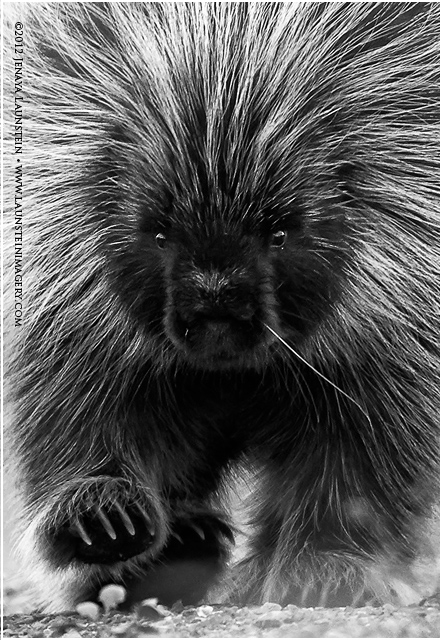 Porcupine B&W
