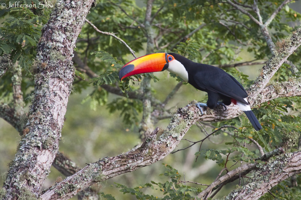 Ramphastos toco
