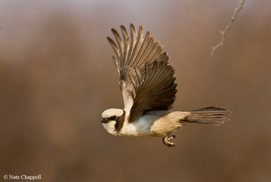 S. White-crowned Shrike