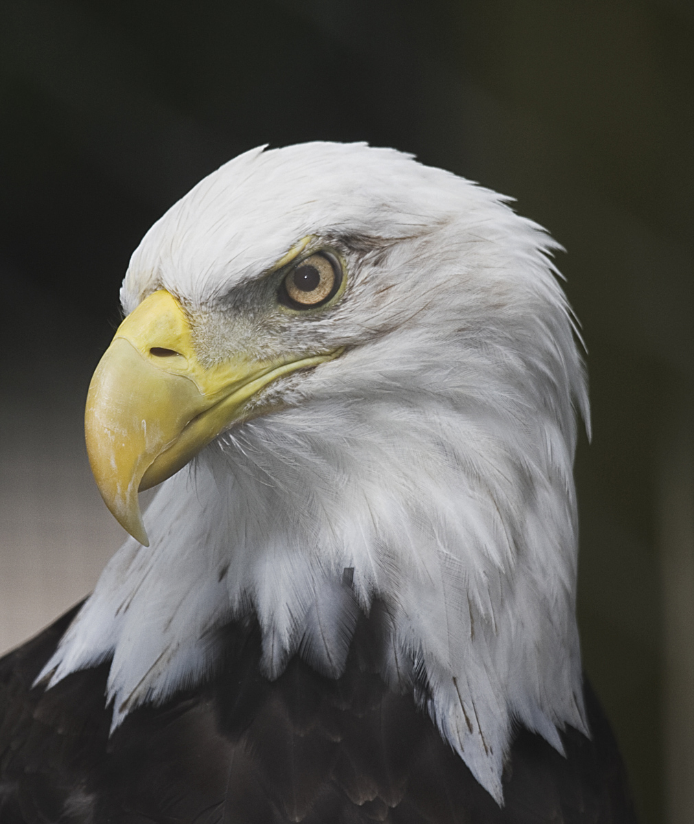 Eagle Eye