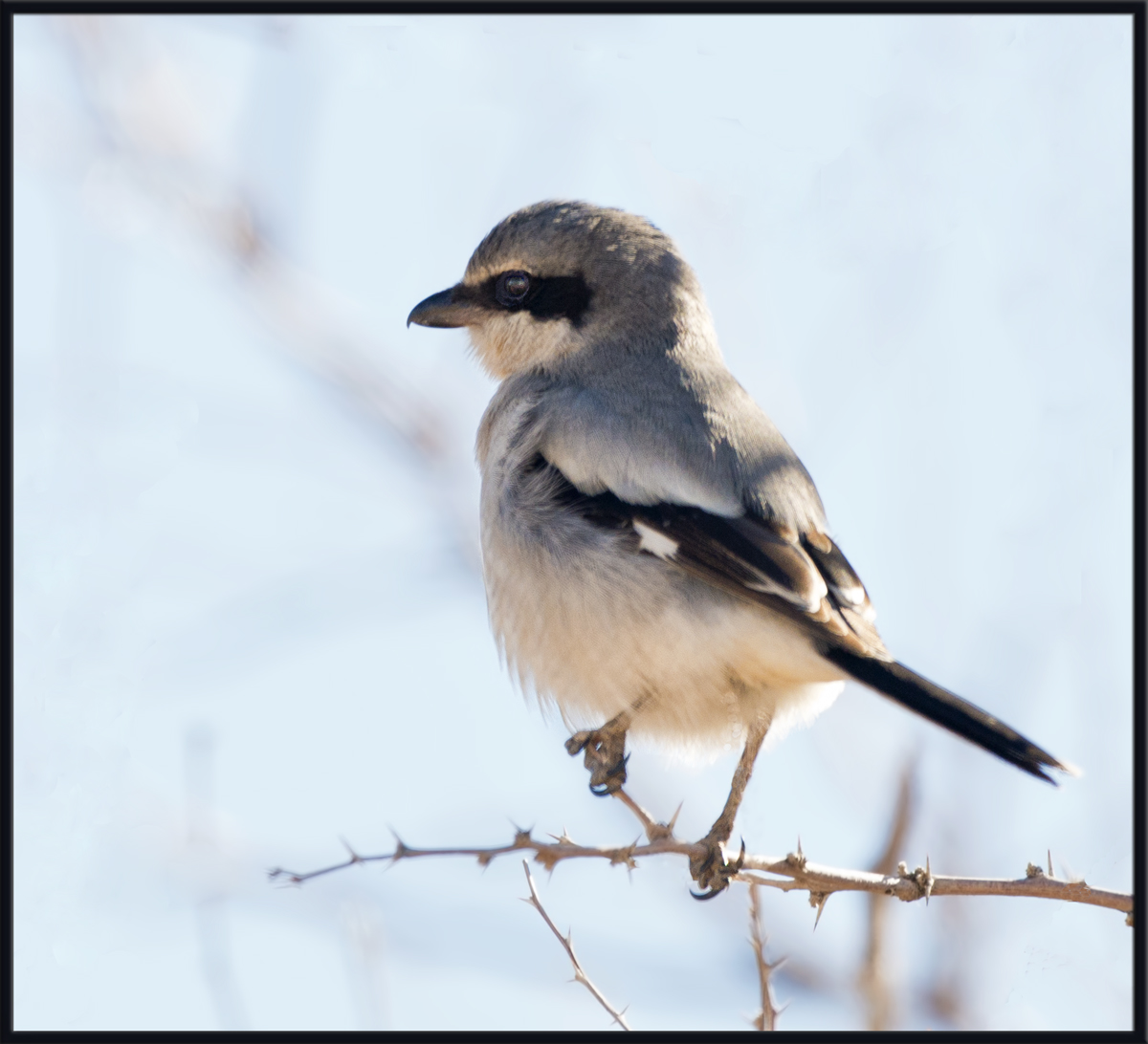 Shrike