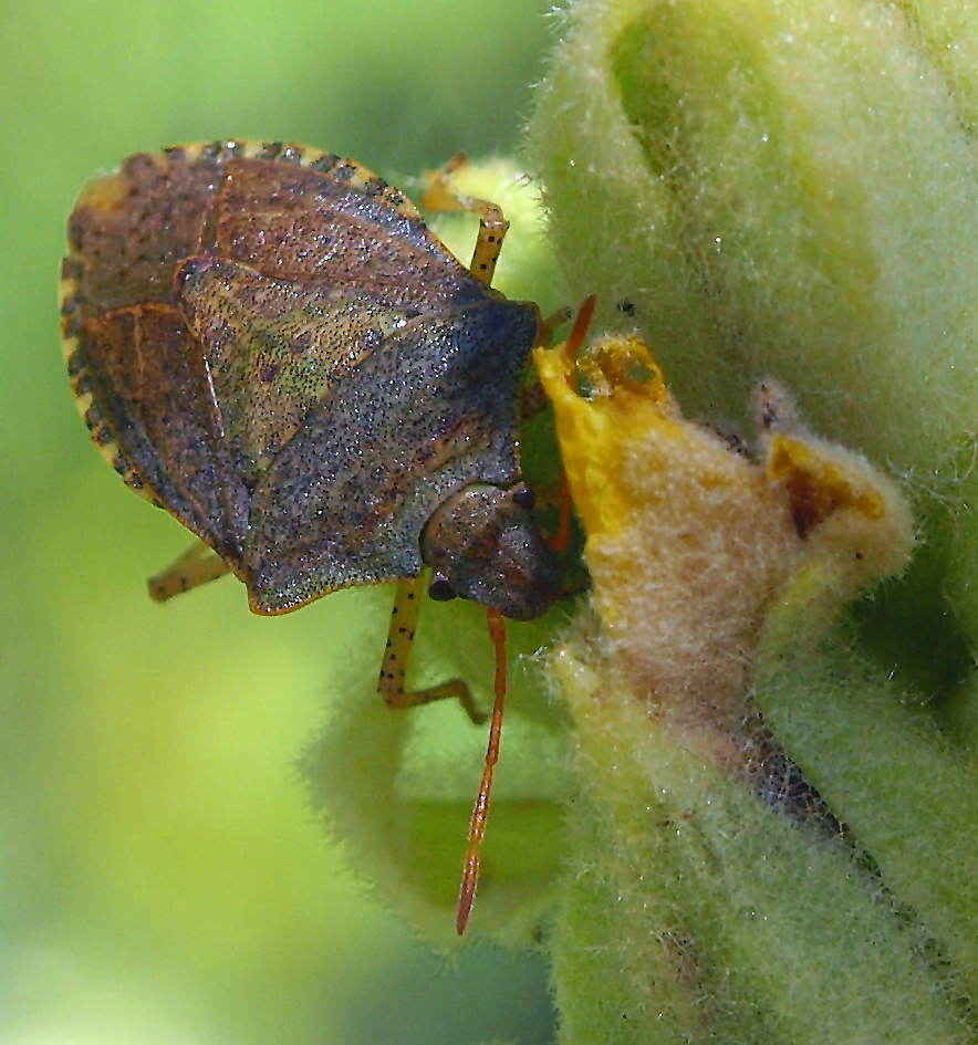 (error in this ID)  Not a Soldier Bug