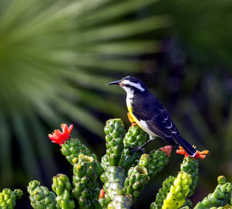 Bananaquit