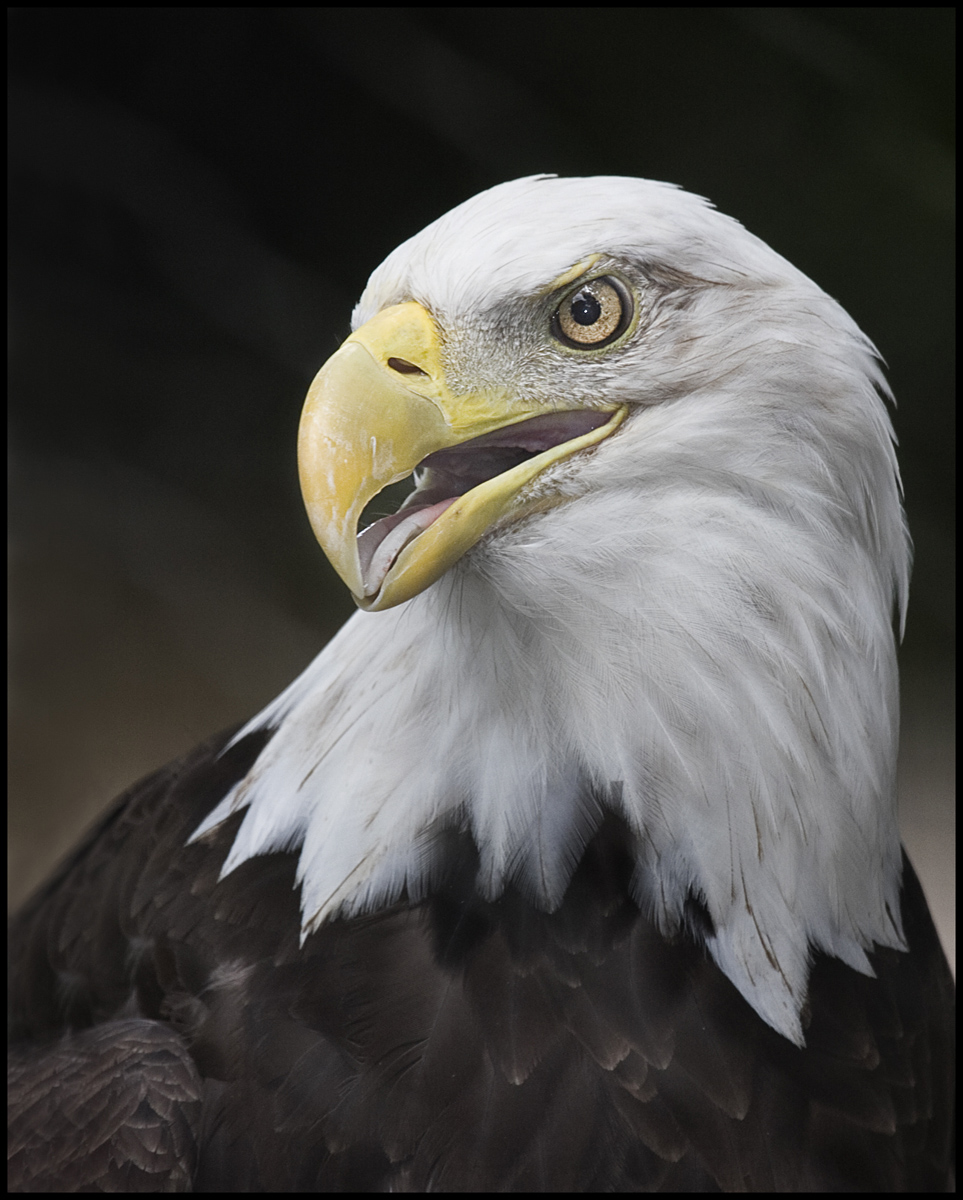 Another Eagle Eye