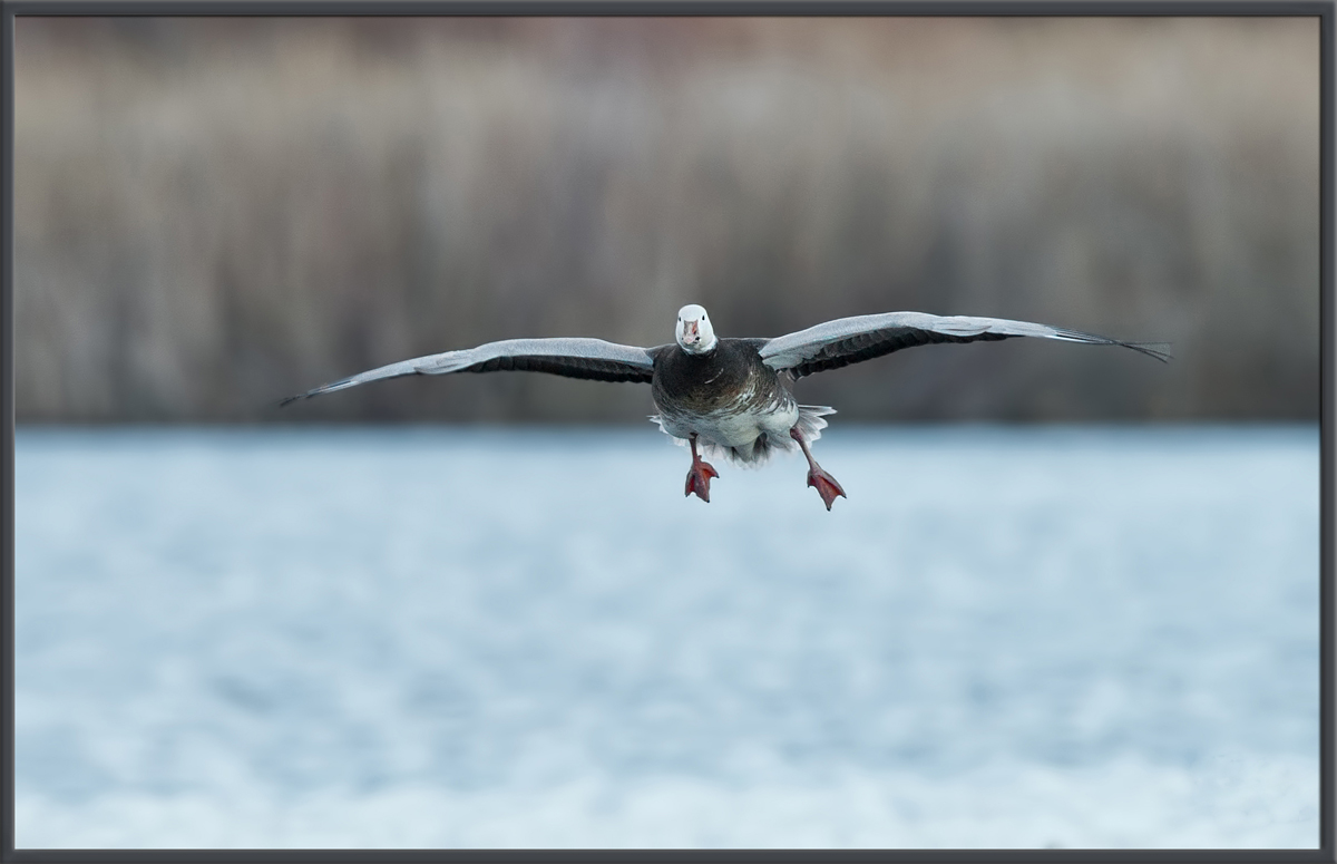 Snow Goose, Blue Morph
